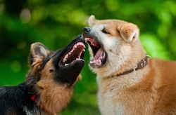 Two dogs fighting