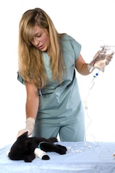 jeune femme vétérinaire qui fait un perfusion à un chat noir