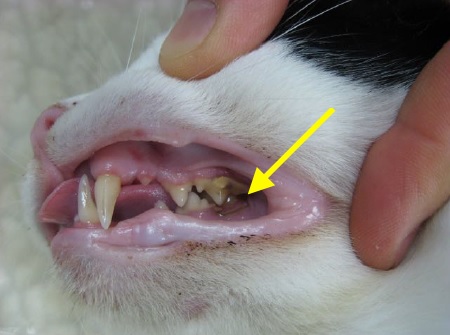 dentisterie-feline